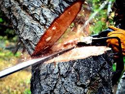 Kejari Pekanbaru Terbitkan P-16 Kasus Penebangan Pohon Pelindung di Kawasan Jalan Tuanku Tambusai